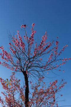 蓝天逆光盛开的冬樱花