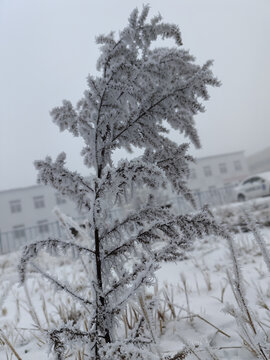 雪景