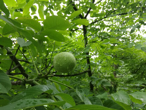 新鲜核桃