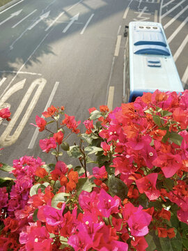 城市绿化三角梅道路景观