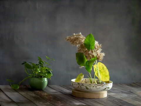 植物摆件装饰