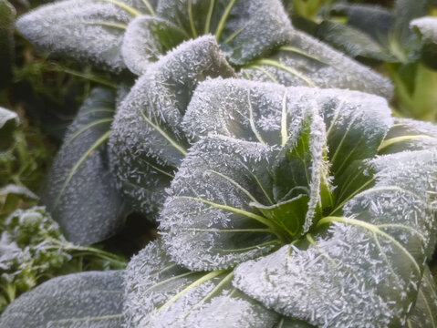 洁白霜花青菜