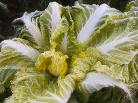 霜花白菜