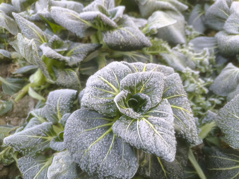 霜花小青菜