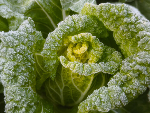 特写霜花卷心菜