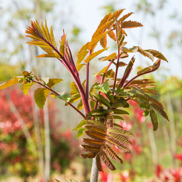 树上长着香椿芽