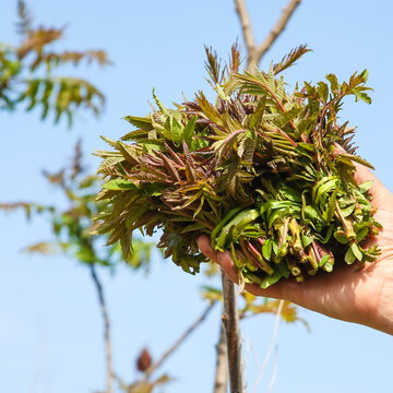 手里拿看香椿芽