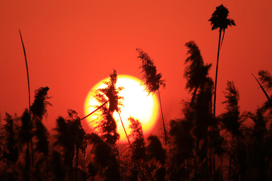 夕阳芦苇