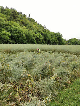 收油菜籽