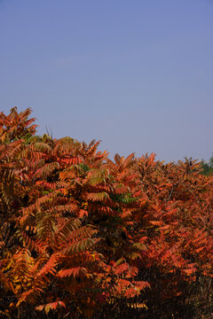 红色树木叶子