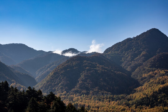 长满树木的大山