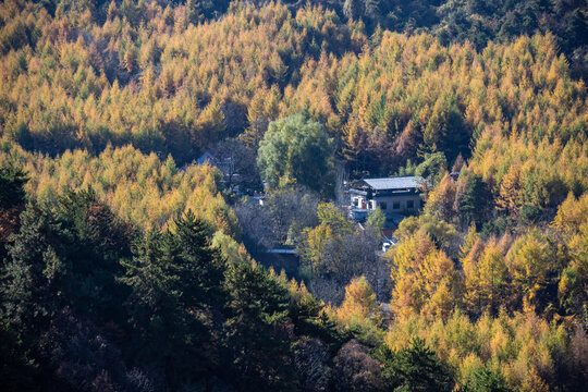 长满树木的大山