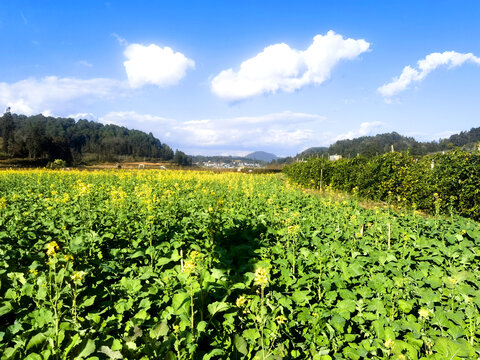 油菜花海