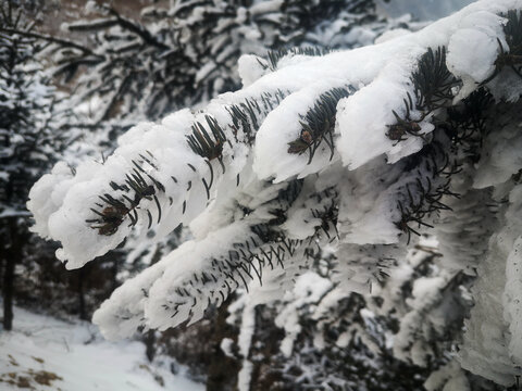 松枝白雪