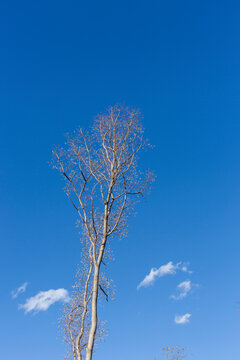 蓝天白云树