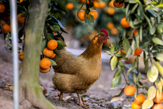 橘园母鸡