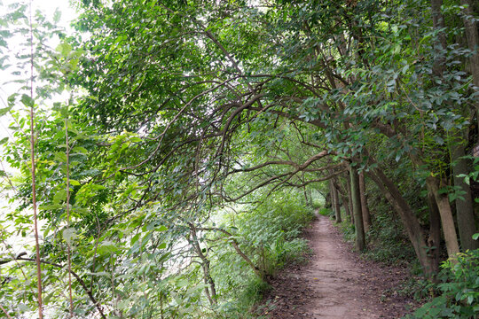 林间小路