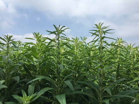 芝麻开花