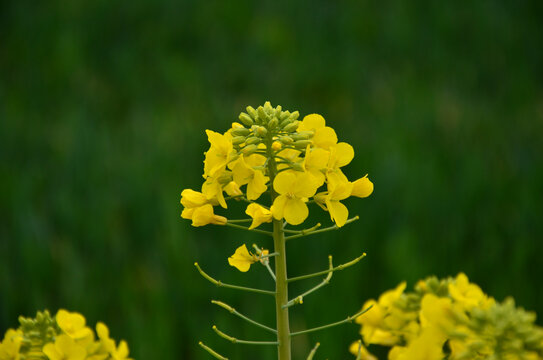 油菜花