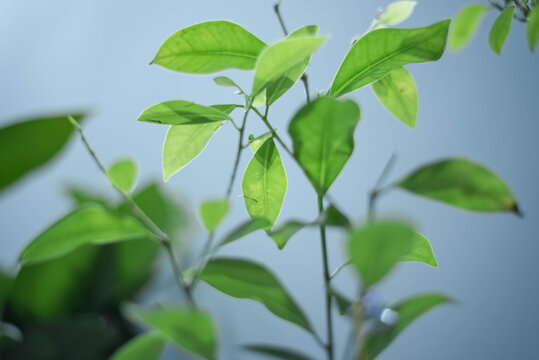 植物枝叶