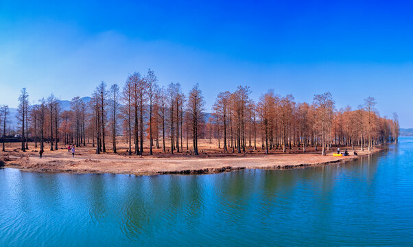 秋冬宁波余姚市四明湖的水杉林