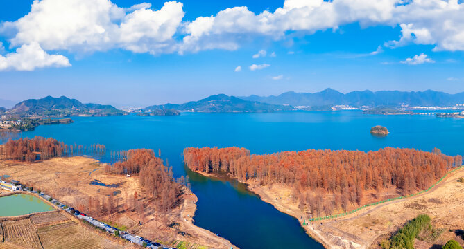 秋冬宁波余姚市四明湖的水杉林