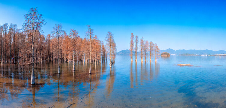 秋冬宁波余姚市四明湖的水杉林