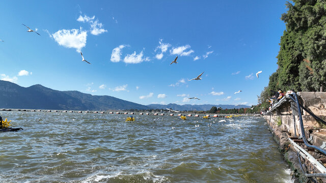 昆明海宏湿地海鸥