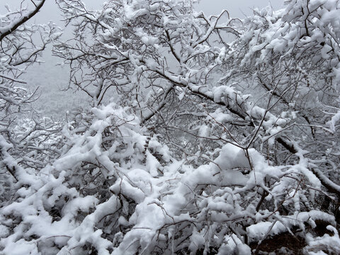 树挂雪