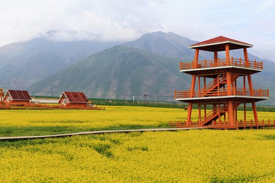 门源油菜花