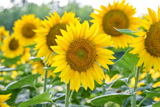 奥森公园向日葵花海葵花