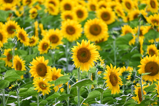 奥森公园向日葵花海葵花