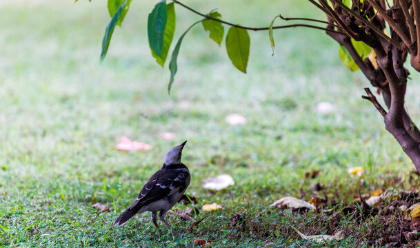 一只黑领椋鸟