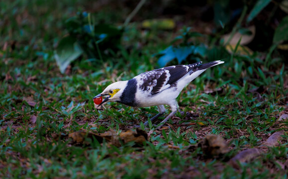 一只黑领椋鸟在吃红野果