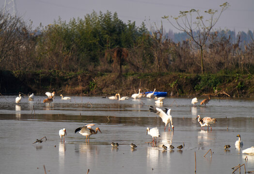 中国鄱阳湖候鸟风景图