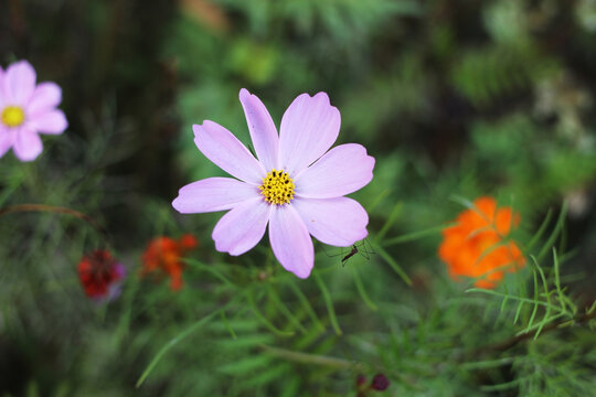 格桑花特写