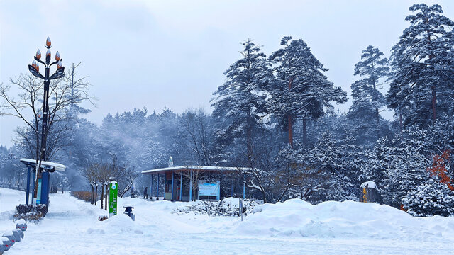 风雪美人松林