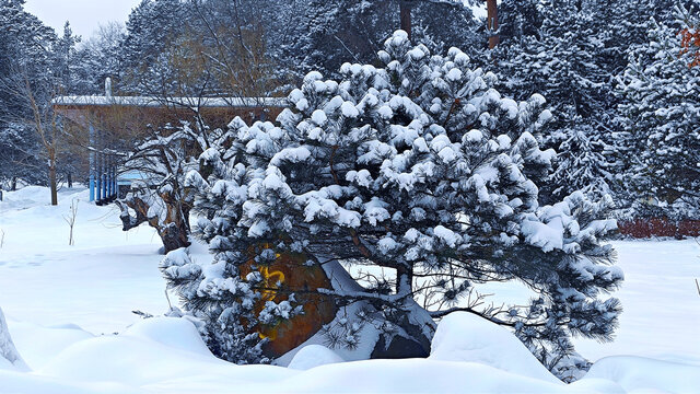 暴雪苍松