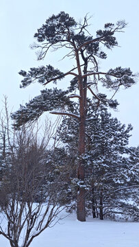 风雪美人松