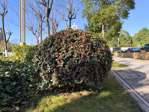 枸骨冬青球体植物