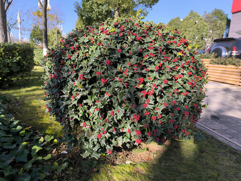 枸骨冬青球体植物