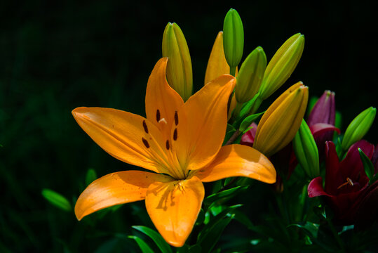 黄色百合花