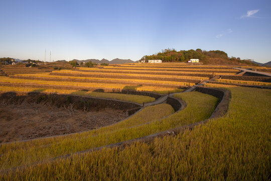 稻田风光