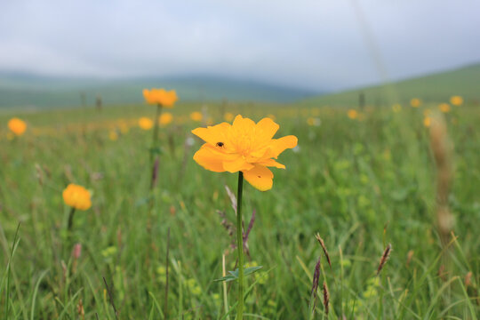 小黄花