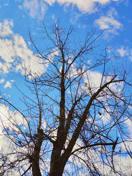 天空下的树枝