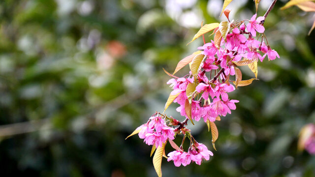 樱花