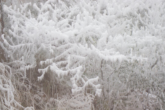 毛茸茸的雪后树木