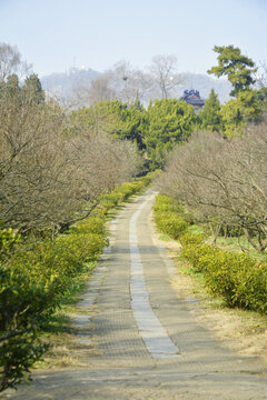 梅园小路