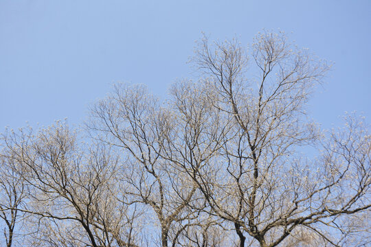 乌桕树的冬天树枝美景