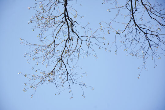 乌桕树的冬天